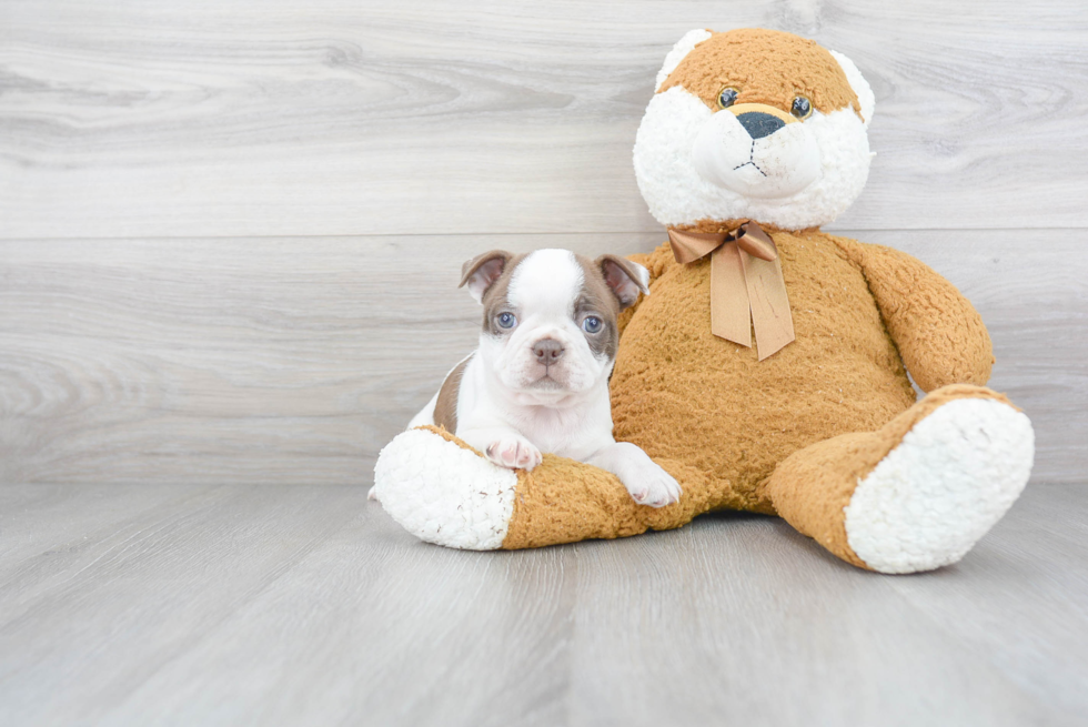 Happy Boston Terrier Purebred Puppy