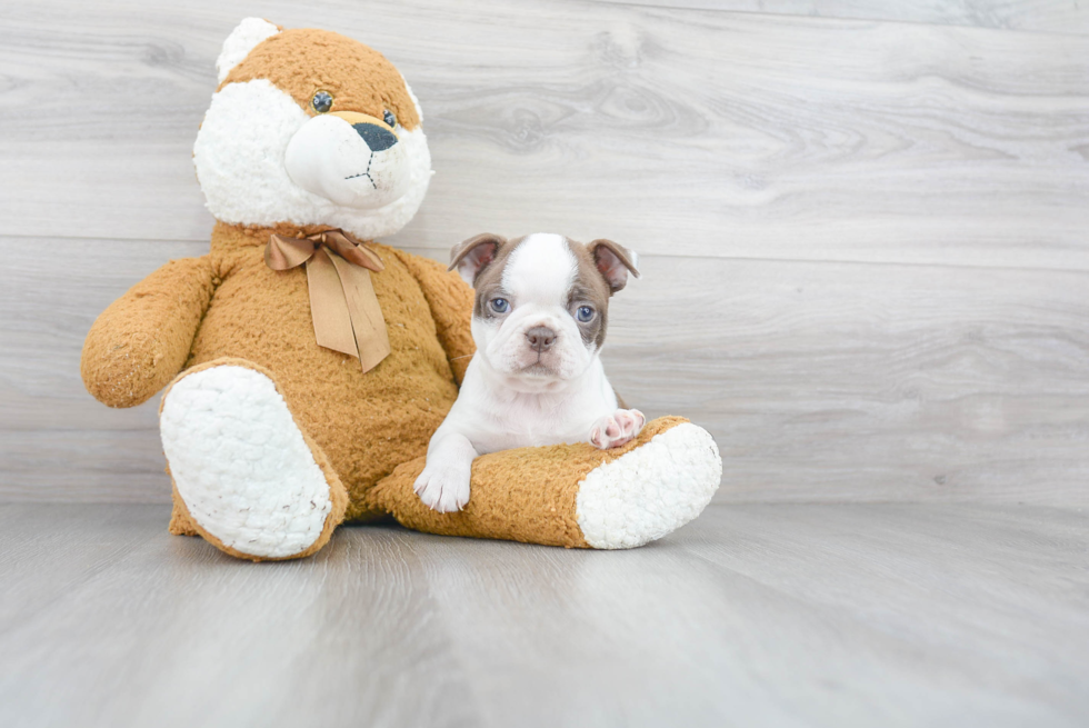 Best Boston Terrier Baby