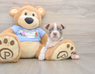 5 week old Boston Terrier Puppy For Sale - Premier Pups