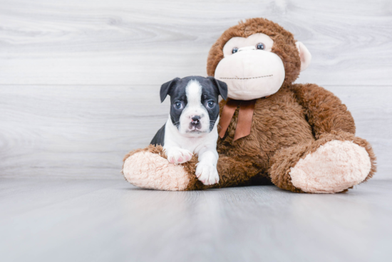 Best Boston Terrier Baby