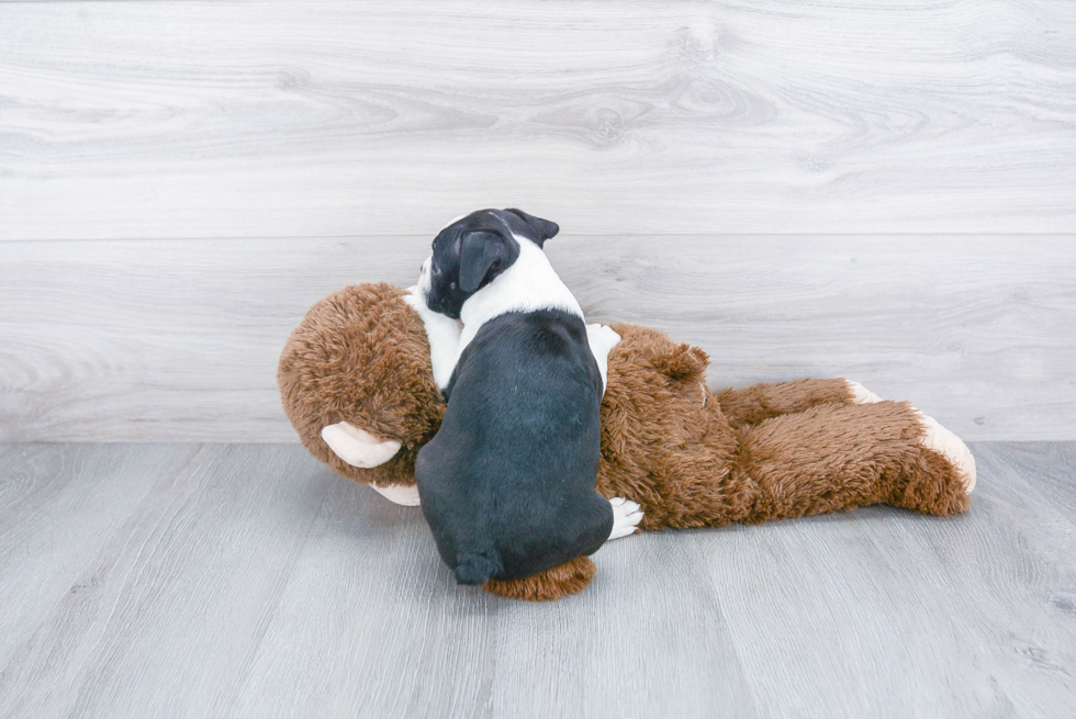 Boston Terrier Pup Being Cute