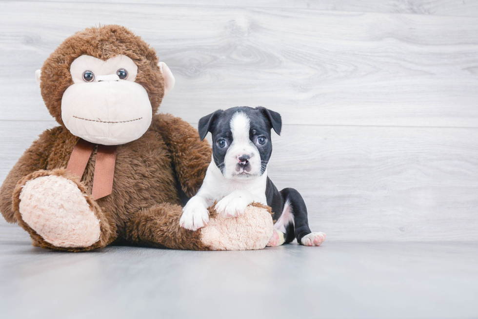 Boston Terrier Pup Being Cute