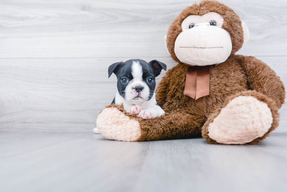 Cute Boston Terrier Purebred Puppy