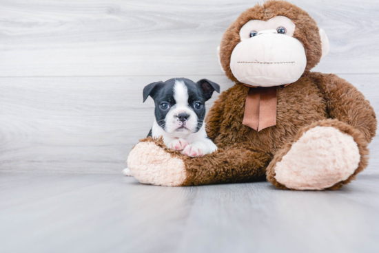 Cute Boston Terrier Purebred Puppy