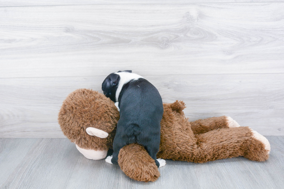 Playful Boston Terrier Purebred Pup