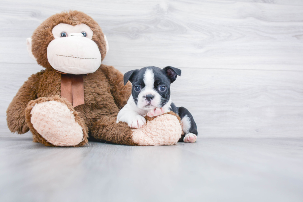 Small Boston Terrier Baby