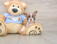 5 week old Boston Terrier Puppy For Sale - Premier Pups