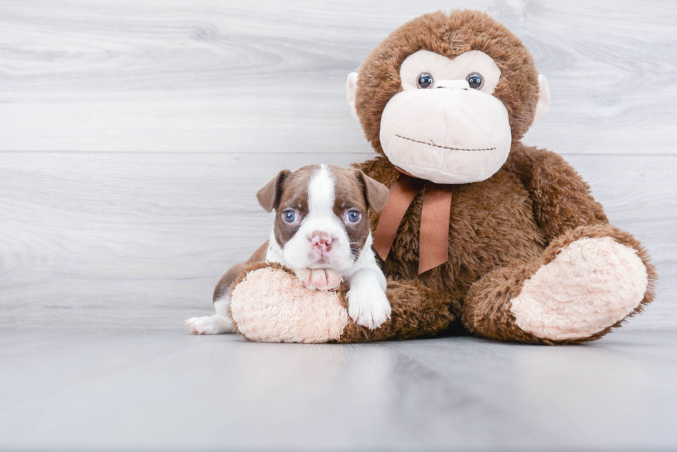 Popular Boston Terrier Purebred Pup