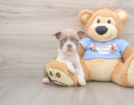 5 week old Boston Terrier Puppy For Sale - Premier Pups