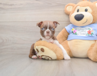 6 week old Boston Terrier Puppy For Sale - Premier Pups