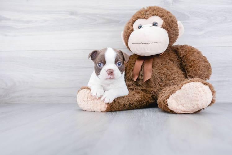 Funny Boston Terrier Baby