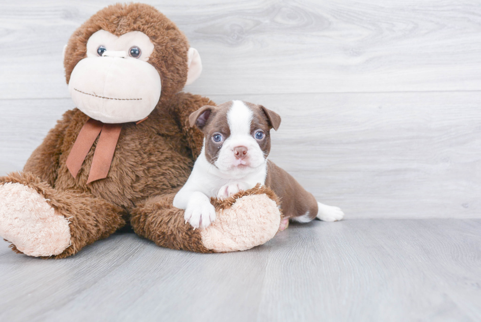 Sweet Boston Terrier Purebred Puppy