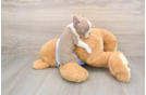 Akc Registered Boston Terrier Mix Pup