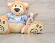 5 week old Boston Terrier Puppy For Sale - Premier Pups