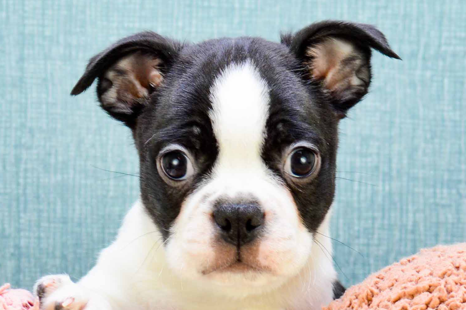 Boston Terrier Puppy For Sale - Premier Pups