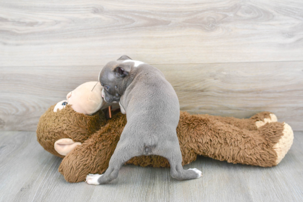 Boston Terrier Pup Being Cute