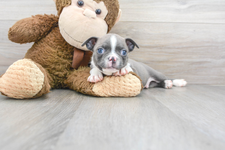 Boston Terrier Puppy for Adoption