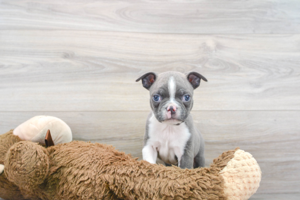 Petite Boston Terrier Purebred Puppy