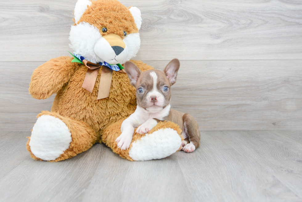 Little Boston Terrier Purebred Pup