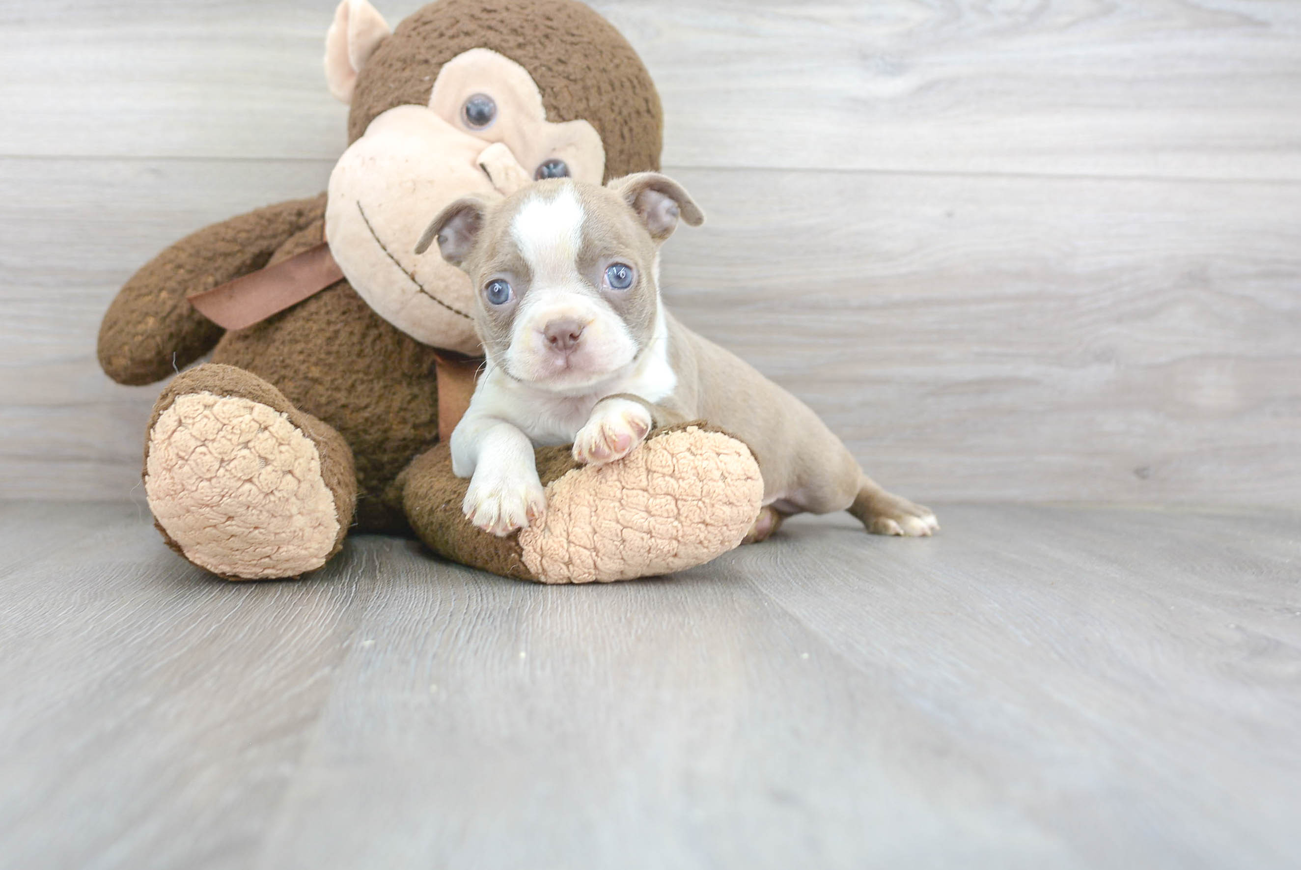 Akc Registered Boston Terrier Baby