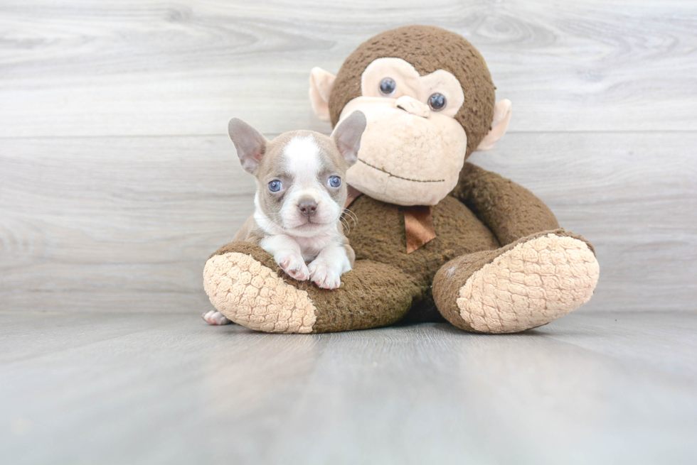 Boston Terrier Pup Being Cute