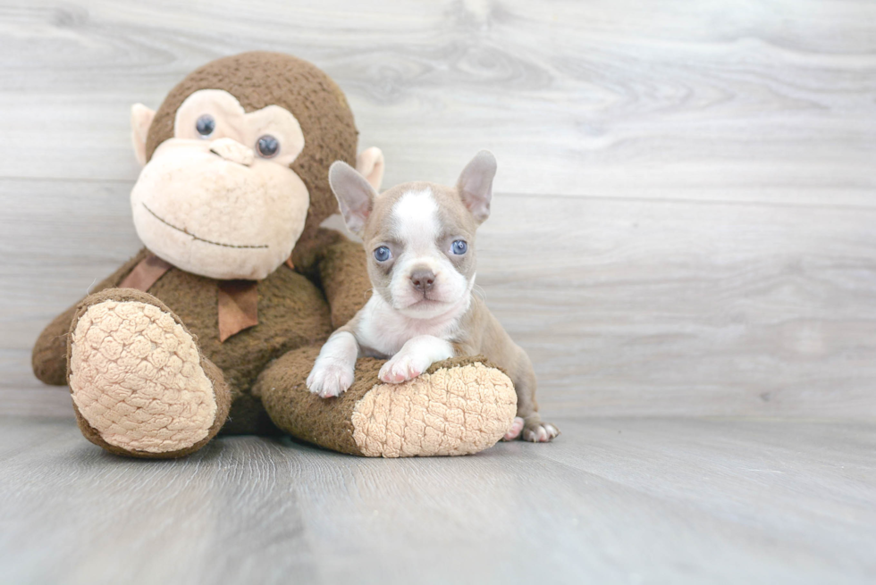 Popular Boston Terrier Purebred Pup