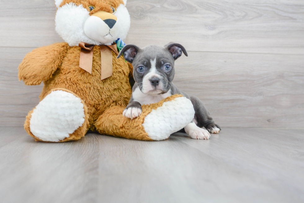 Boston Terrier Pup Being Cute