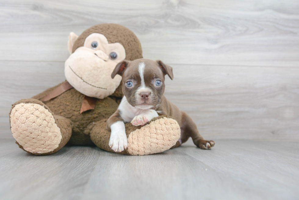 Best Boston Terrier Baby