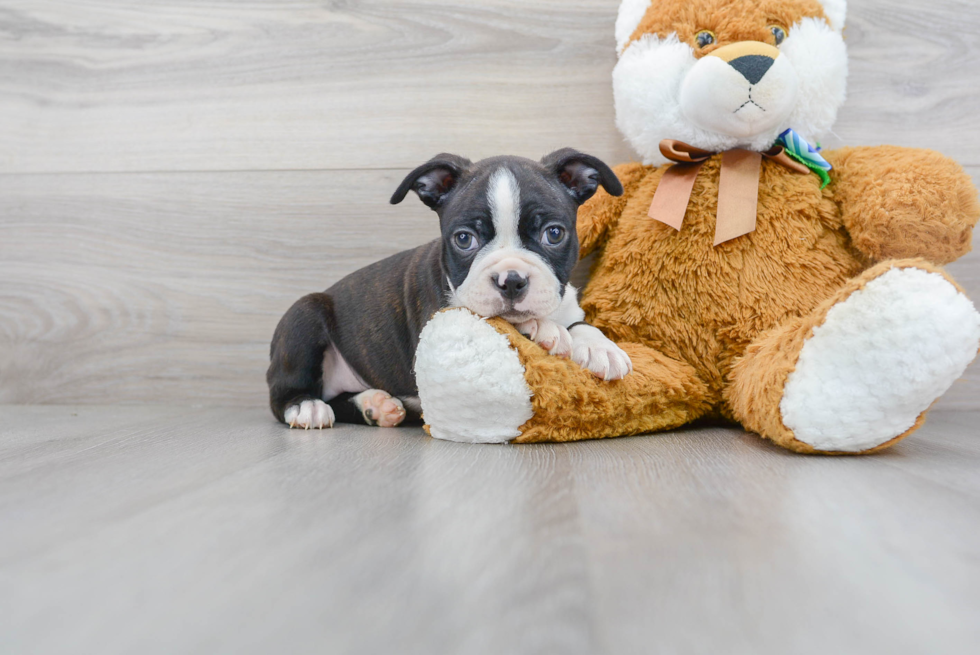 Small Boston Terrier Purebred Pup