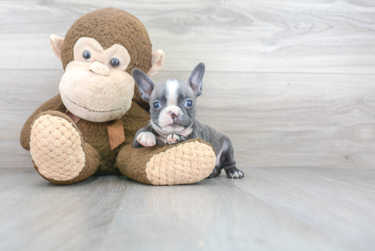 Boston Terrier Pup Being Cute