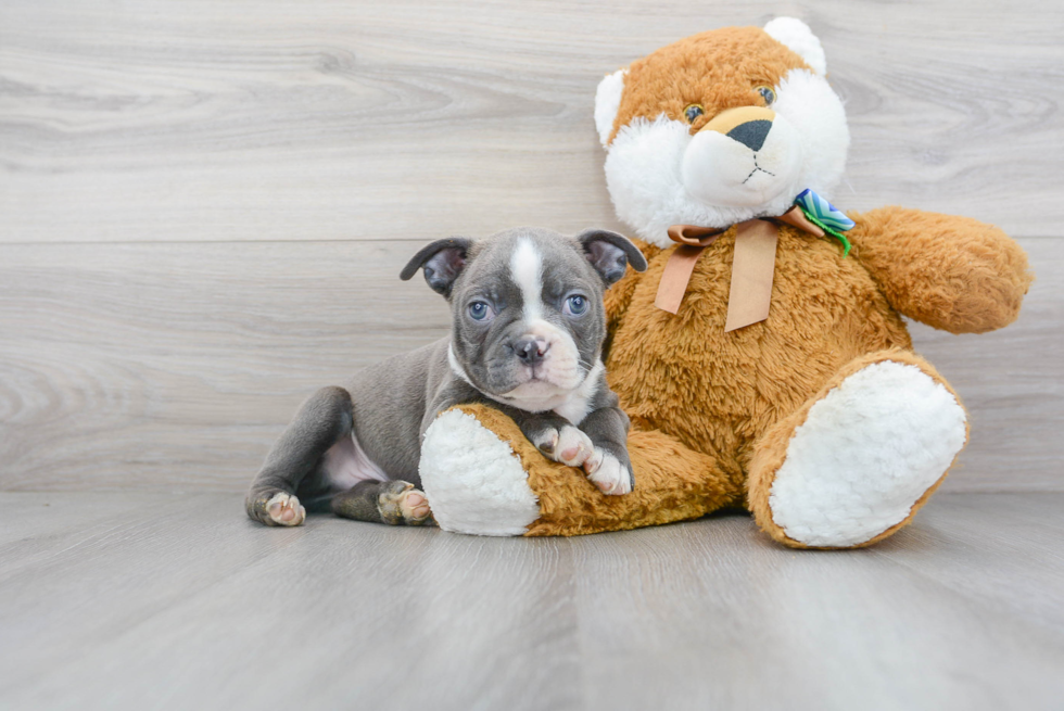 Best Boston Terrier Baby