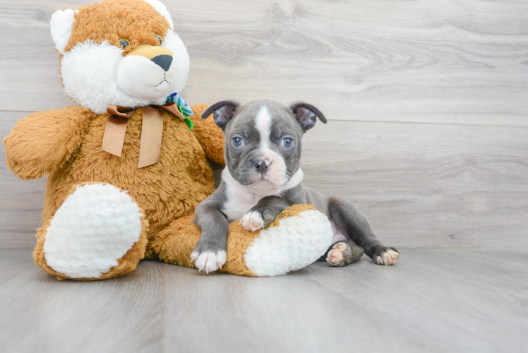 Best Boston Terrier Baby