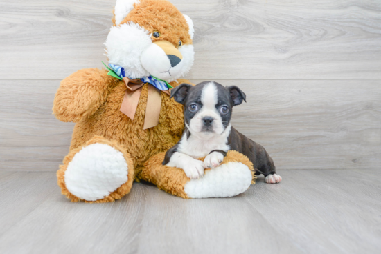 Boston Terrier Puppy for Adoption