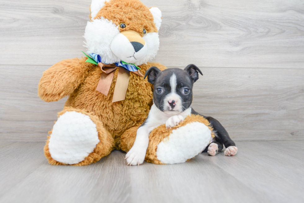 Best Boston Terrier Baby