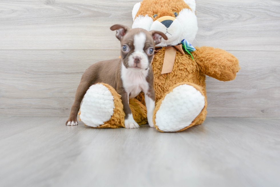 Fluffy Boston Terrier Purebred Puppy