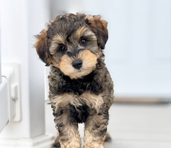 brown and cream schnoodle puppy looking at the camera