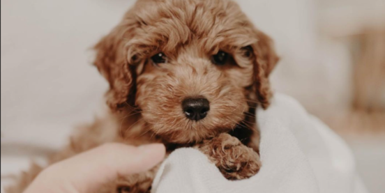 Brown Cockapoo: Guide to all Shades of Brown 