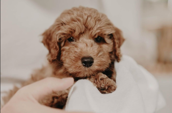 Brown Cockapoo Guide: Expert Insights, Pictures +More 