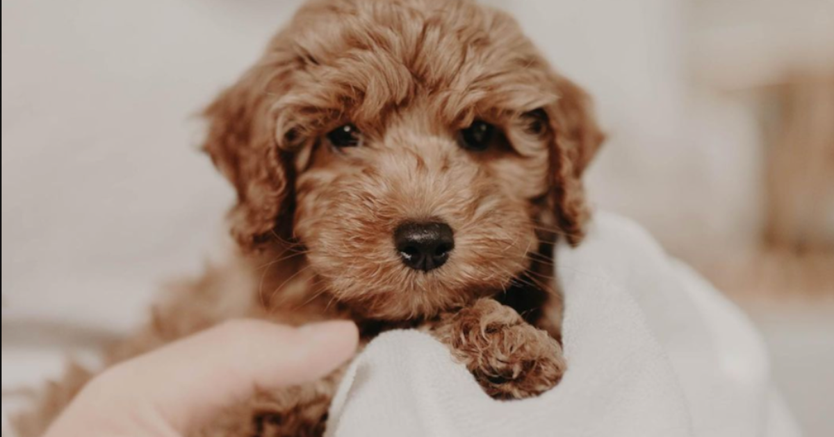 Brown Cockapoo Guide: Expert Insights, Pictures +More
