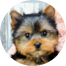 Yorkshire Terrier Puppies For Sale - Premier Pups Yorkshire Terrier Puppies For Sale - Premier Pups