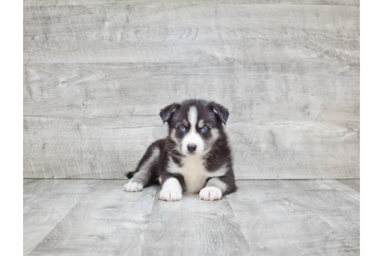 Pomsky Pup Being Cute