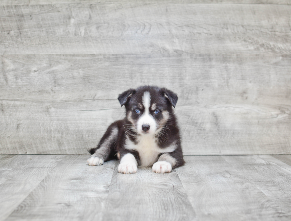 Pomsky Pup Being Cute