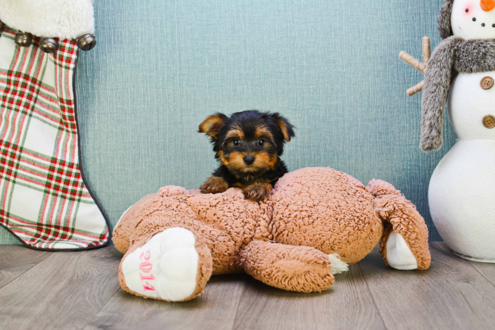 Meet Twinkle - our Yorkshire Terrier Puppy Photo 