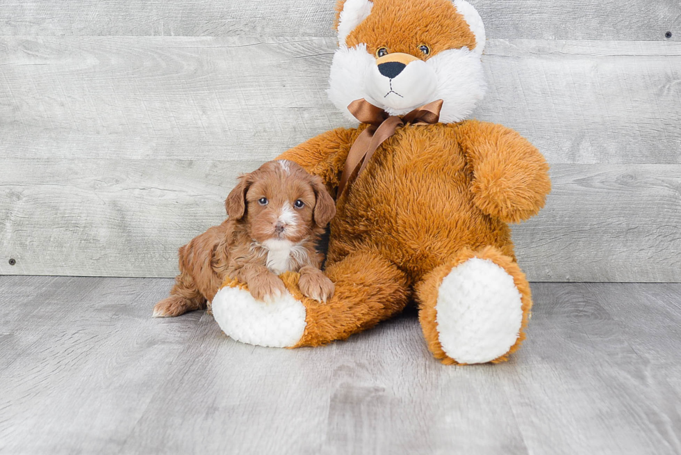 Best Cavapoo Baby