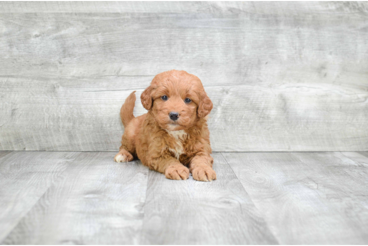 Best Mini Goldendoodle Baby