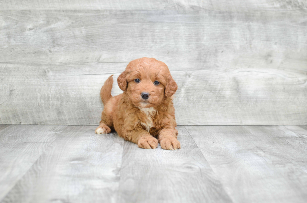 Best Mini Goldendoodle Baby