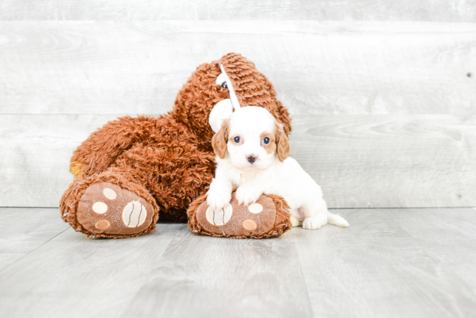 Funny Cavapoo Poodle Mix Pup