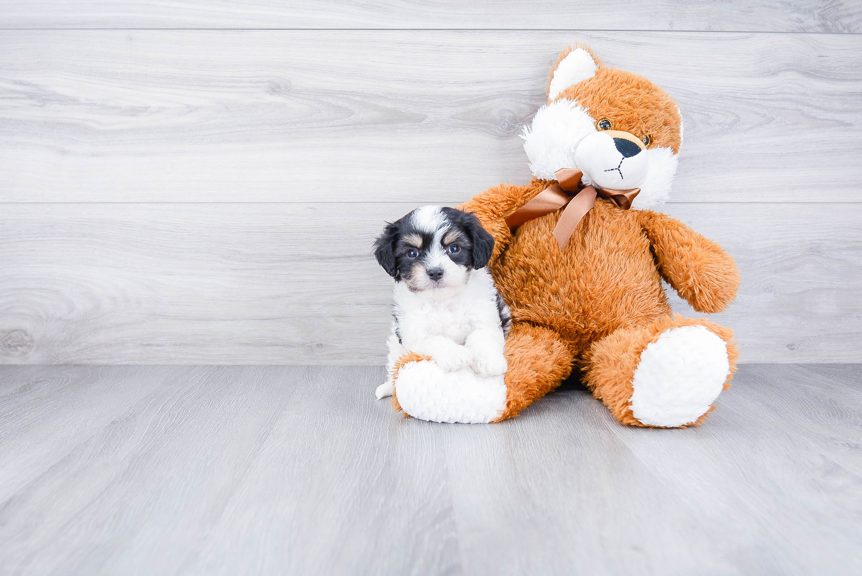Energetic Cavalier Designer Puppy