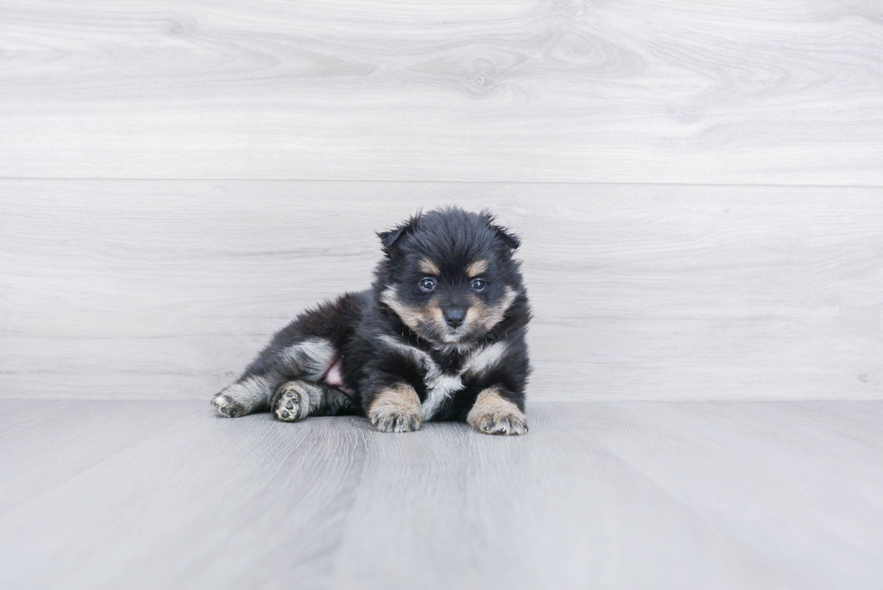 Hypoallergenic Pomeranian Baby