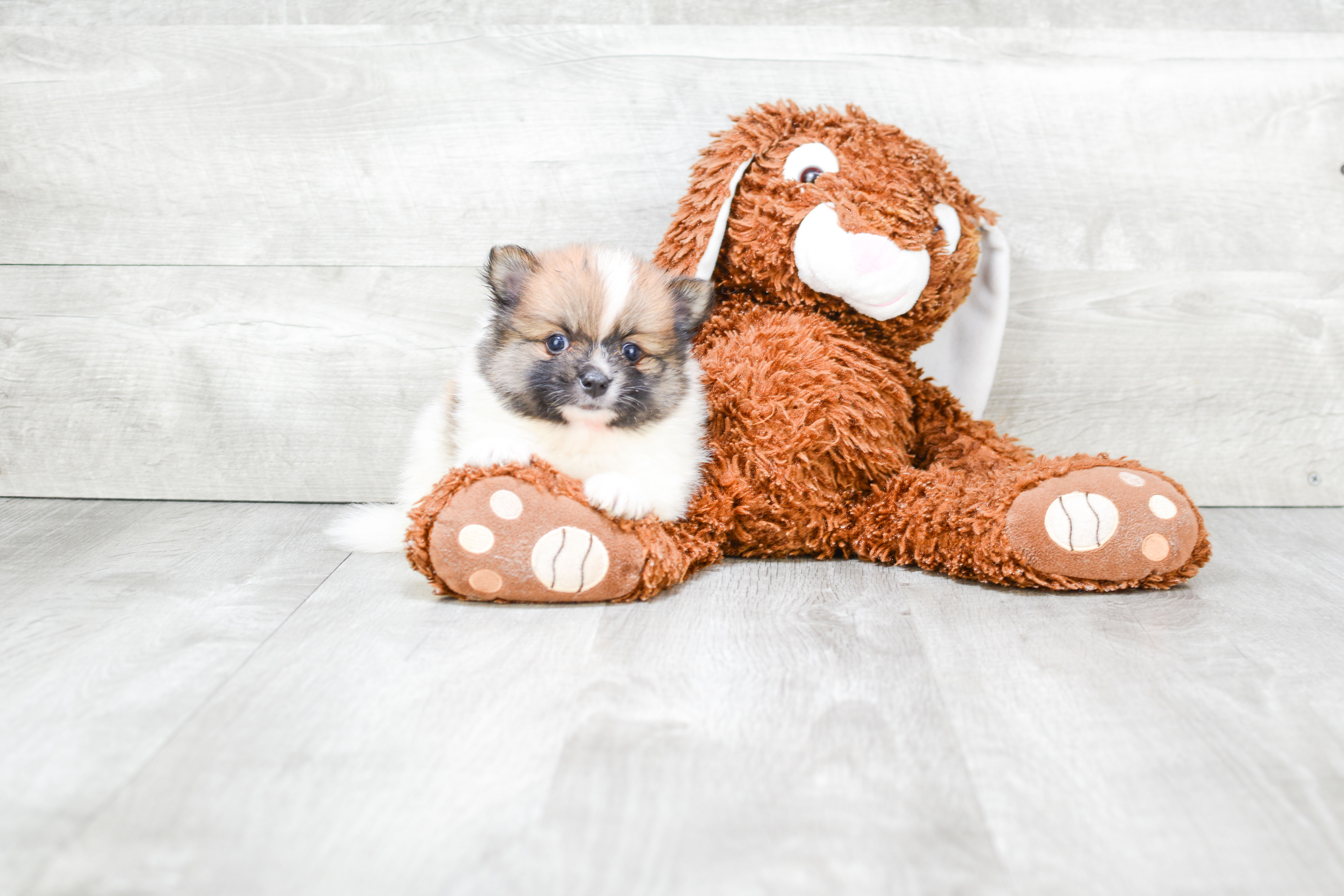 Energetic Pomeranian Purebred Puppy